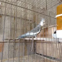 عروس هلدی نر مست|پرنده|بندر گناوه, |دیوار