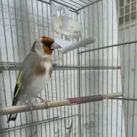 سهره|پرنده|مرودشت, ابوذر شمالی‎|دیوار