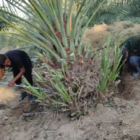 پاجوش نخل پیارم و خاصویی