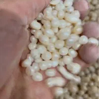 مروارید اصل و طبیعی قابل معاوضه