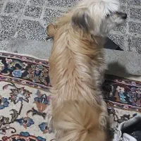 سگ پاکوتا|سگ|خوی, |دیوار