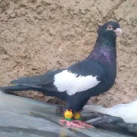 کبوترسرک سیاه نرکاکولی چیش چنگ سفید