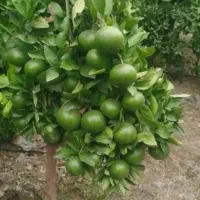 فروش نارنج|خوردنی و آشامیدنی|بندر انزلی, نوروزی|دیوار