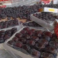 خرمای دو ردیف وسه ردیف