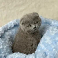 گربه اسکاتیش و بریتیش با رنگ بلو|گربه|تهران, آسمان|دیوار