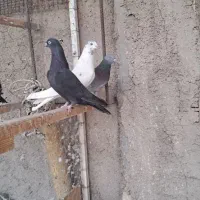 کفتر پر|پرنده|نجف‌آباد, جعفرآباد|دیوار