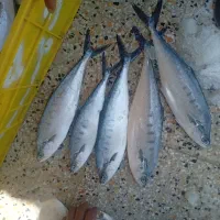 ماهی تازه