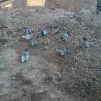 مرغ و خروس سیبرایت