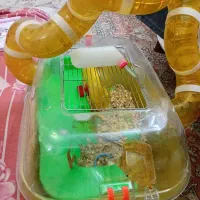 لانه همستر و یک عدد همستر  خانگی