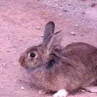 خرگوش باهوش