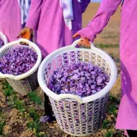 زعفران ما پاک میکنیم