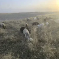 میش بابره