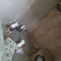کفتر|پرنده|مشهد, کوی سیدی|دیوار