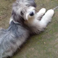 سگ شیتزو شناسنامه دار|سگ|رحیمآباد, |دیوار