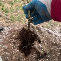 نهال دوساله گل محمدی نژاد کاشان پر بار عطری|گل و گیاه طبیعی|شیراز, شهرک جماران|دیوار