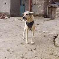 سگ ماده عراقی|سگ|سجاس رود, |دیوار