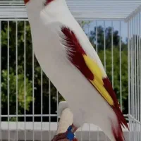 سهره
