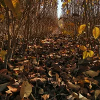 فروش نهال به صورت چکی|گل و گیاه طبیعی|شهریار, شهریار|دیوار