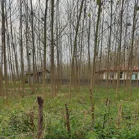 زمین داخل طرح هادی ضیابر|فروش زمین و ملک کلنگی|ضیابر, |دیوار