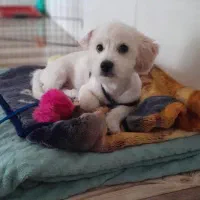 سگ شیتزو تریر