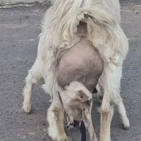 شاه بز زایده با دو بزغاله خیلی شیرا استثنایی