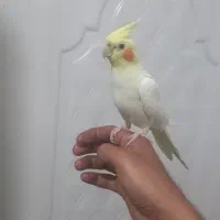 عروس هلندی طوطی برزیلی