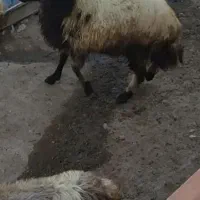گوسفند چاق