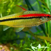 فروش ماهی تزئینی و آکواریوم|ماهی|سیرجان, |دیوار