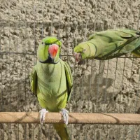 طوطی ملنگو مولد