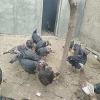 بوقلمون‌محلی‌ماده|حیوانات مزرعه|قیدار, |دیوار