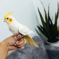 عروس هلندی سفید