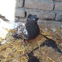 کفتر فروشی  و یک عدد اسباب بازی|اسباب‌بازی بچه|سبزوار, پیروزی|دیوار