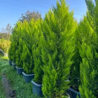 تولیدو فروش گلهای بیرونی و کاج لاوسون