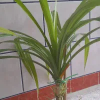 گل و گیاه