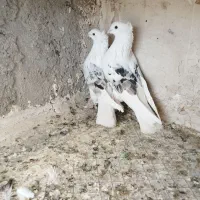 کبوتر پشت سرور کاکل پاپر عروسک طوقی بهبهانی خوشکل|پرنده|شیراز, شریف‌آباد|دیوار