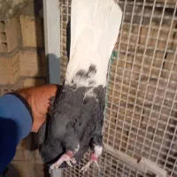 زاغدمسفید|پرنده|رفسنجان, |دیوار