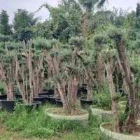 حراج نهال زیتون|خدمات باغبانی و درختکاری|قشم, |دیوار