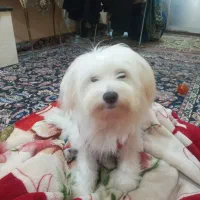 برا اصلاعات بیشتر تماس بگیرین|سگ|رشت, کوی قدس|دیوار