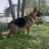سگ ژرمن|سگ|کهریزک, |دیوار