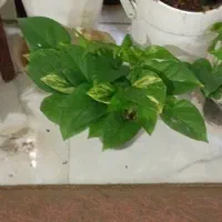 طلای سبز|جواهرات|خرمآباد, |دیوار