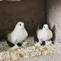 چند جفت کبوتر لوطی والوان