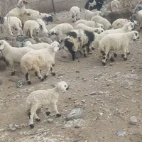 بره شیر هنوز رگا نشده اند