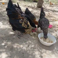 فروش مرغ محلی