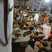 جوجه مرغ وخروس  ۲ماهه نژاد گلپایگان