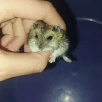 همستر ماده و نر تربیت شده