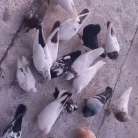 حدود 35تا کفت