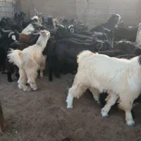 سلام کهره نر پروار چاق|حیوانات مزرعه|سعدآباد, |دیوار