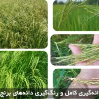 برنج درجه1 وهاشمی سه الکه باتظمینی