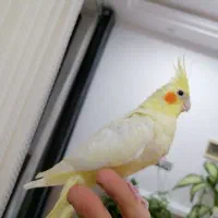 جوجه عروس هلندی