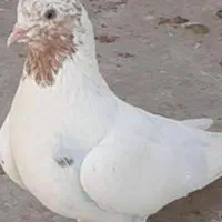 کبوتر کل دار گمشده